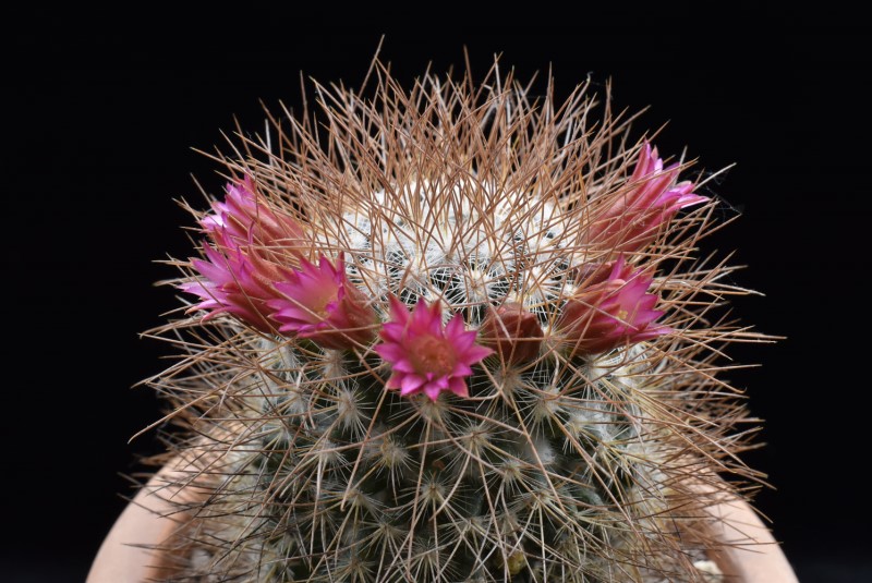 Mammillaria rekoi ssp. leptacantha LAU 1314