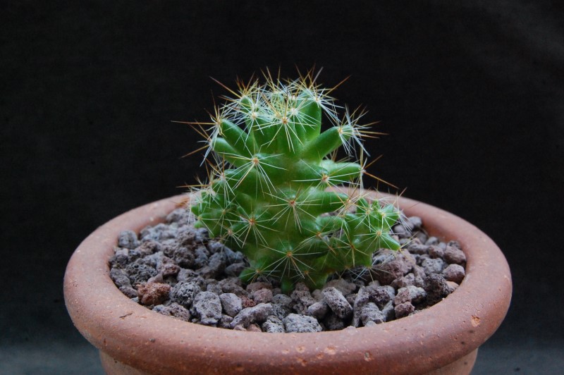 Mammillaria kuentziana ROG 579