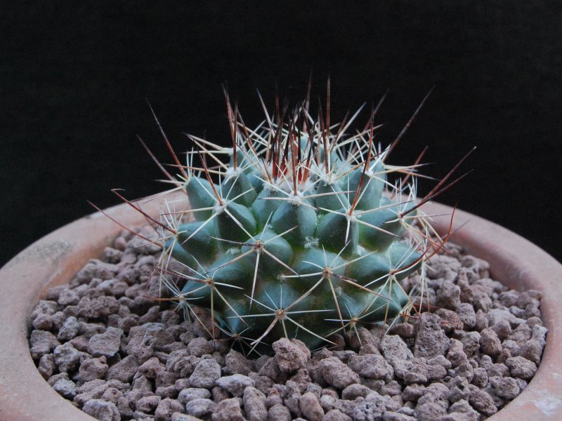 Mammillaria euthele 