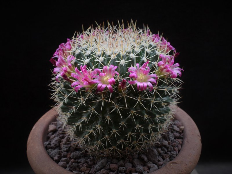 Mammillaria mystax SB 1081