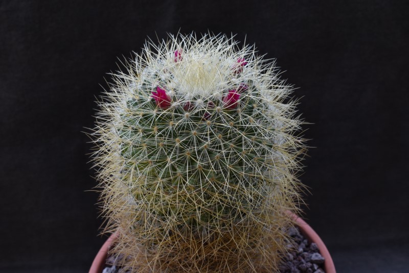 Mammillaria rhodantha ssp. aureiceps 