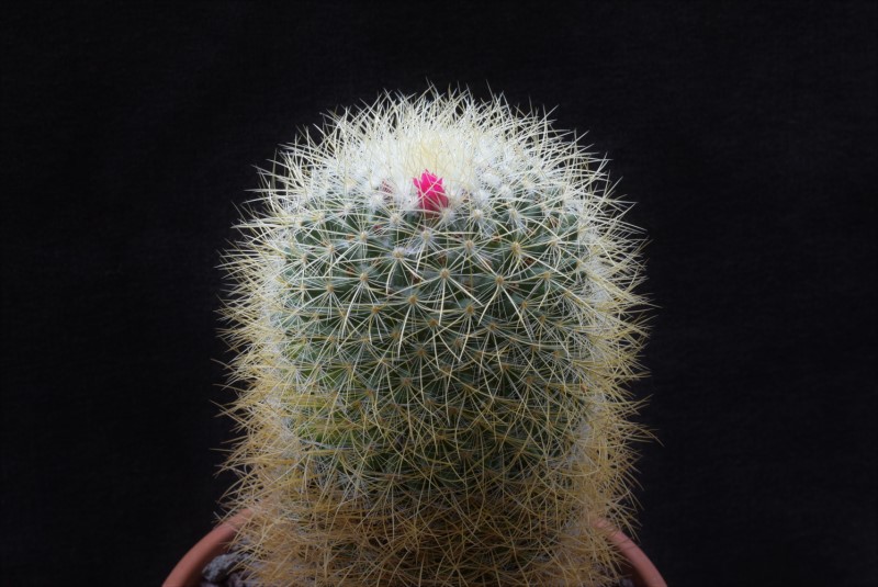 Mammillaria rhodantha ssp. aureiceps 