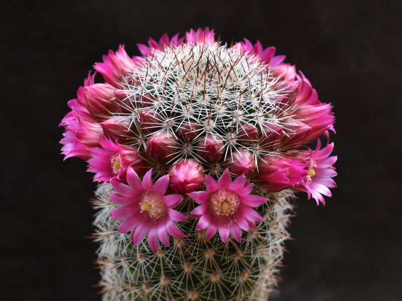 Mammillaria virginis 