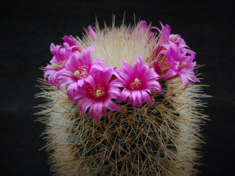 Mammillaria crassior 