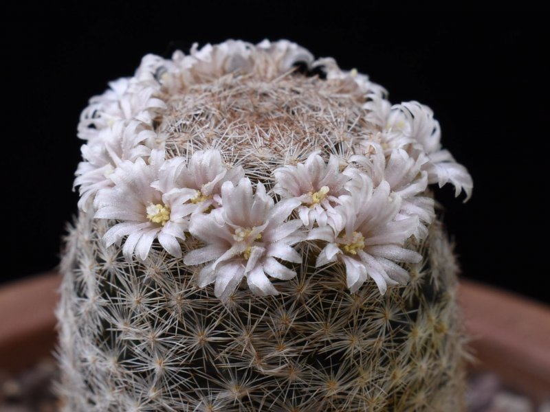 Mammillaria roseocentra SB 446