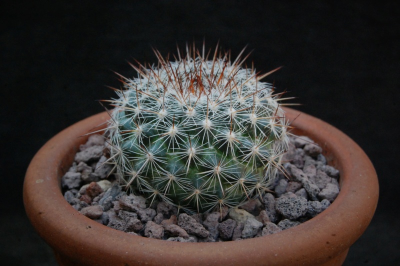 Mammillaria sinforosensis ssp. cobrensis TL 495