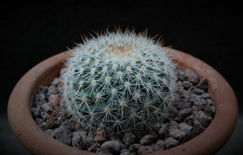 Mammillaria sinforosensis ssp. cobrensis TL 495