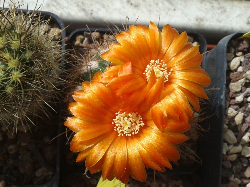 Parodia mairanana 