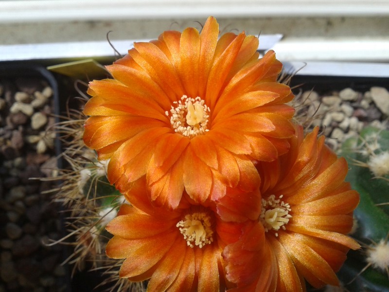 Parodia mairanana 