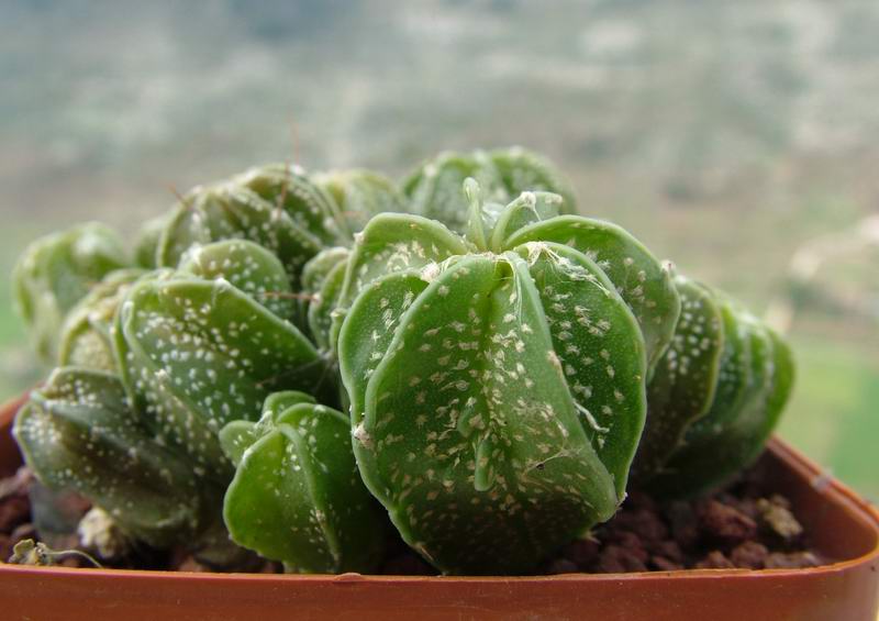 Astrophytum senile 