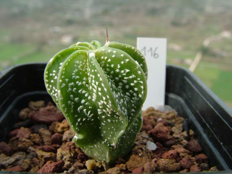 Astrophytum senile 