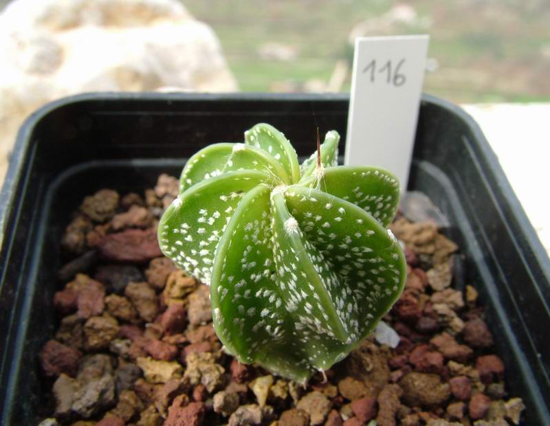 Astrophytum senile 