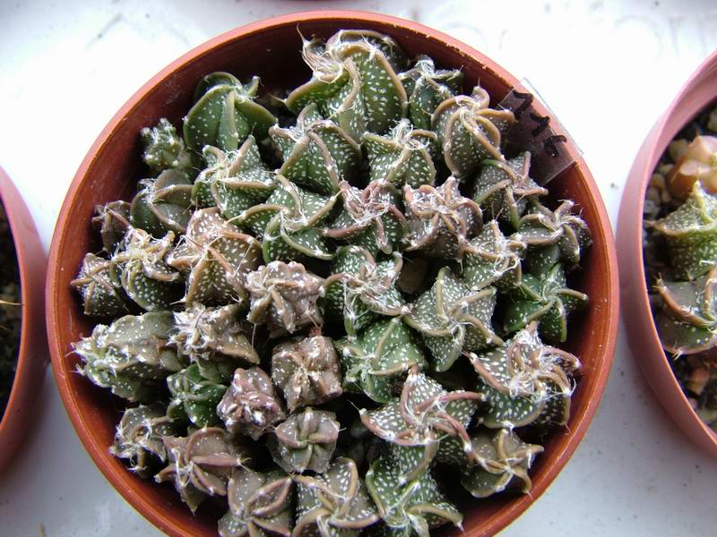 Astrophytum senile 