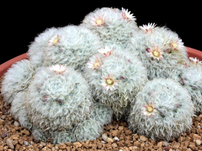 Mammillaria bocasana 