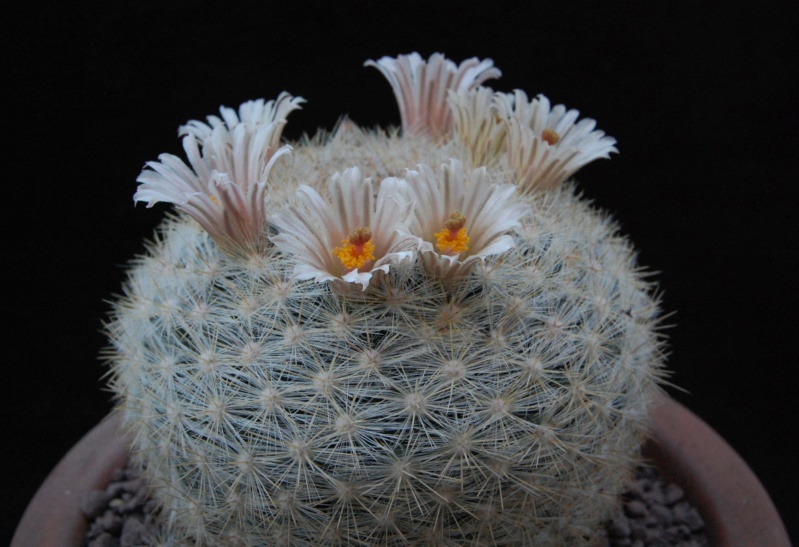Mammillaria candida ssp. ortizrubiona 