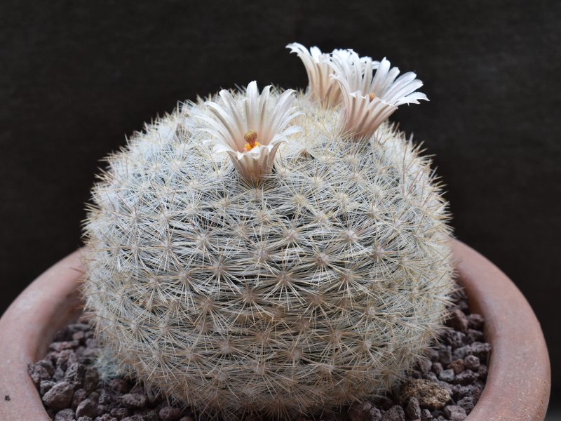 Mammillaria ortizrubiana 