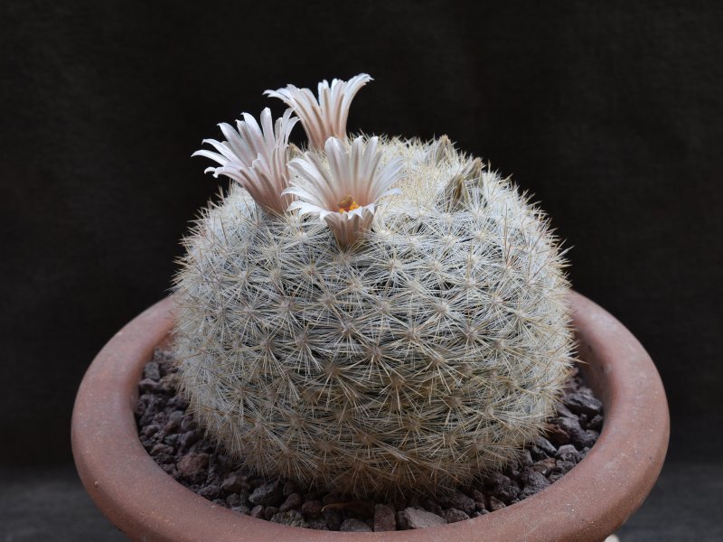 Mammillaria ortiz-rubiona 