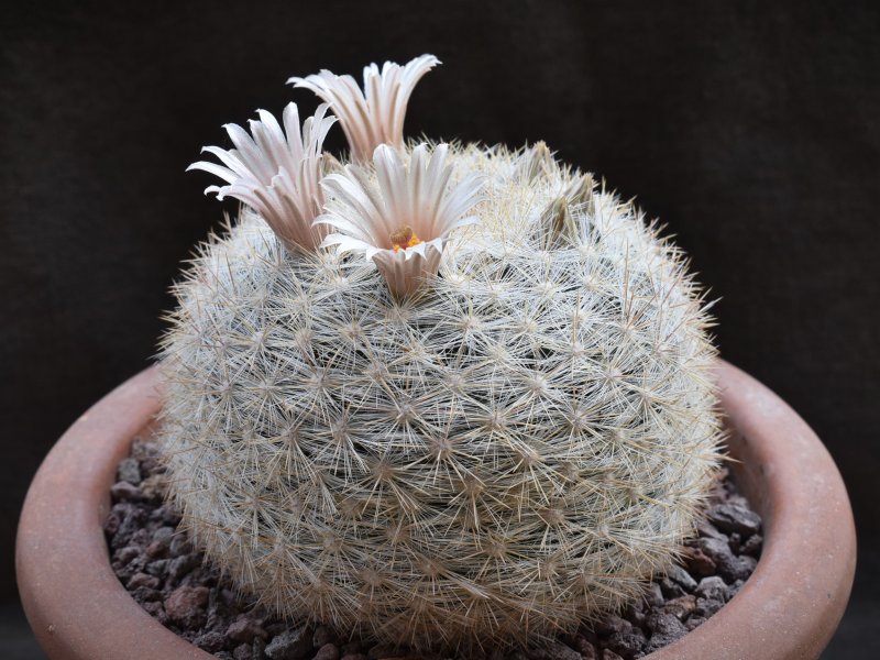 Mammillaria ortizrubiana 