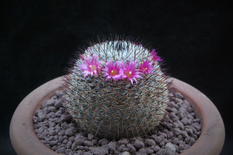 Mammillaria haageana SB 680