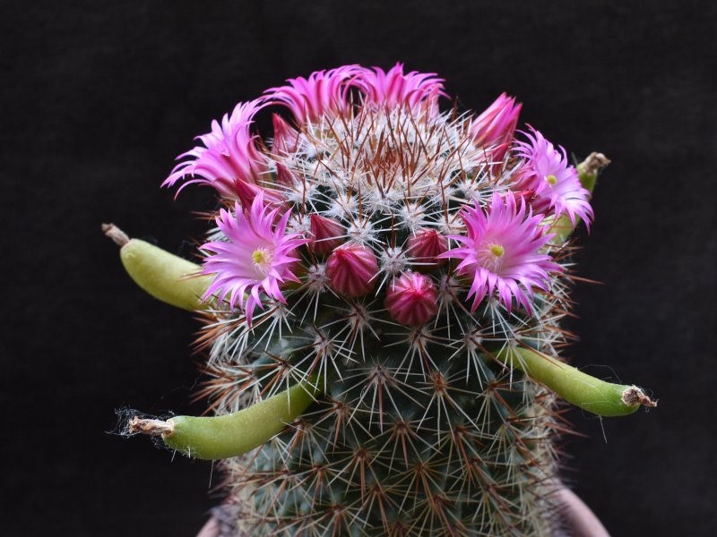 Mammillaria hamata REP 957