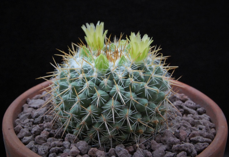 Mammillaria canelensis ROG 652