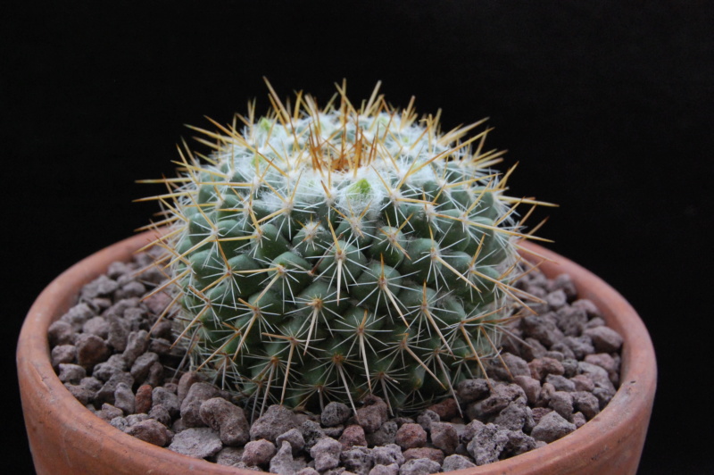 Mammillaria canelensis ROG 652