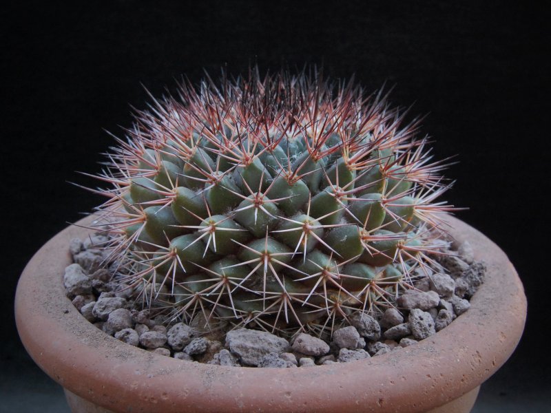 Mammillaria bocensis v. rubida REP 722