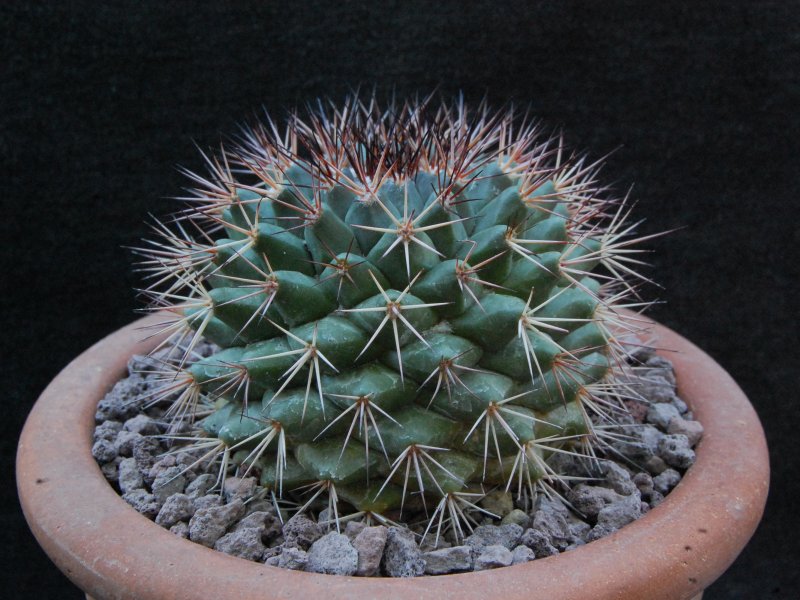 Mammillaria bocensis v. rubida REP 722