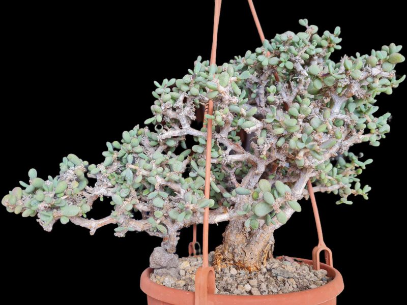 Ceraria pygmaea 