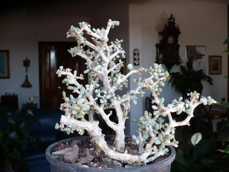 Ceraria pygmaea 