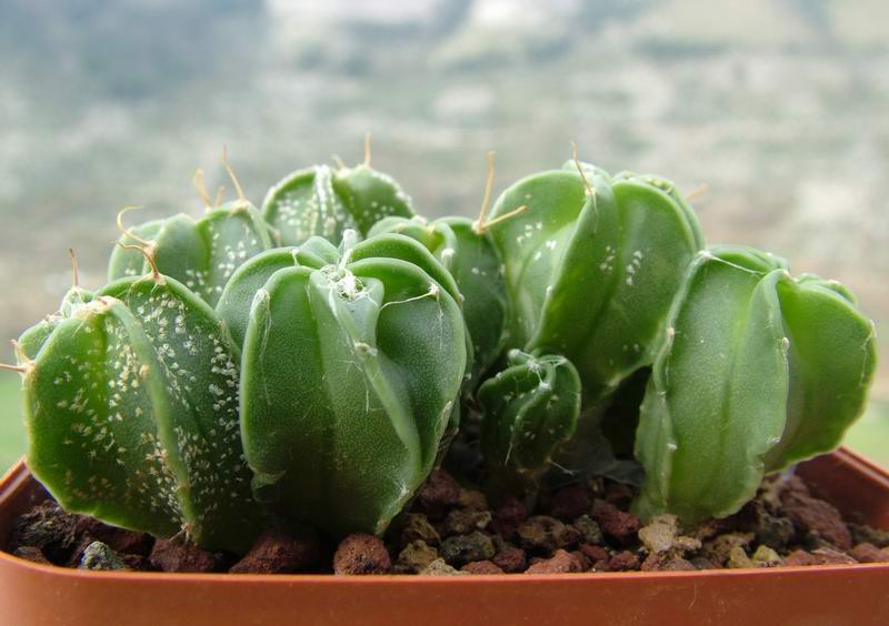 Astrophytum senile v. aureum 