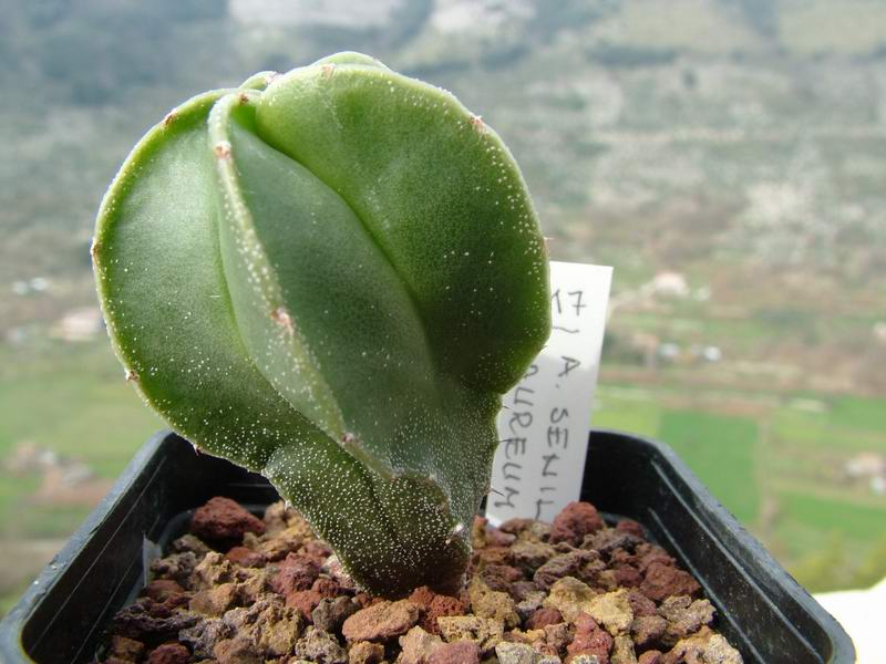 Astrophytum senile v. aureum 