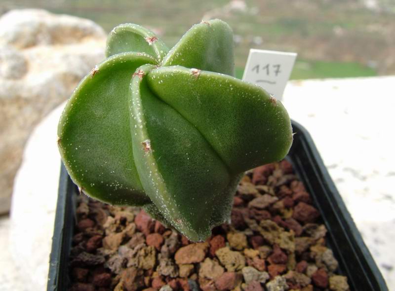 Astrophytum senile v. aureum 