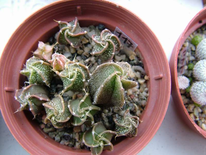 Astrophytum senile v. aureum 