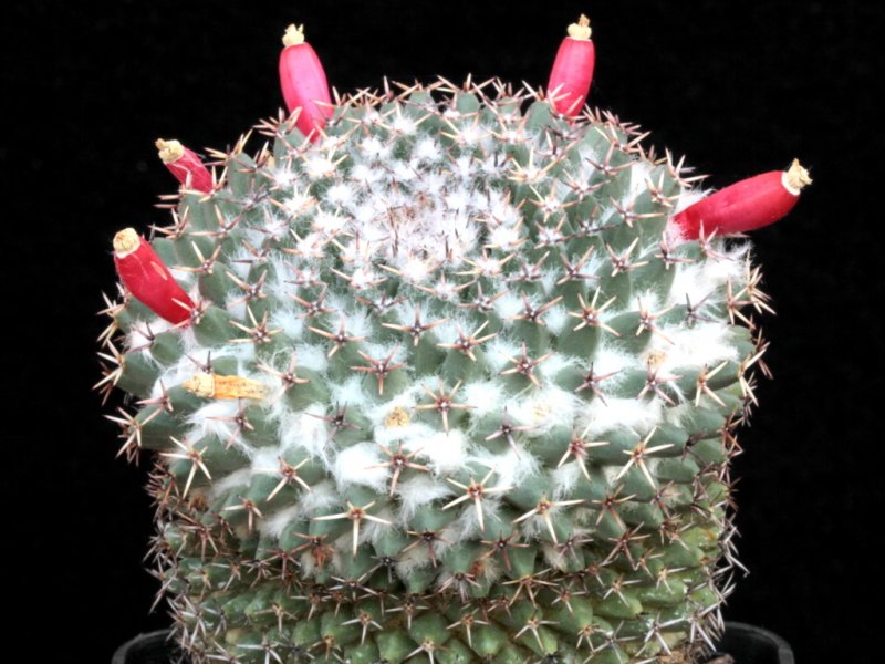 Mammillaria pseudocrucigera BZ 79