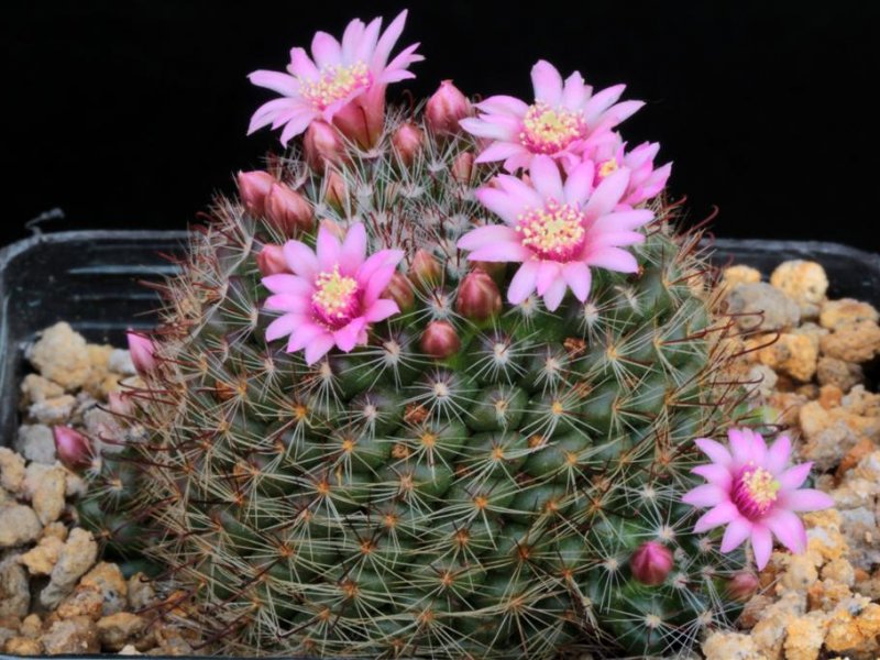 Mammillaria zeilmanniana 