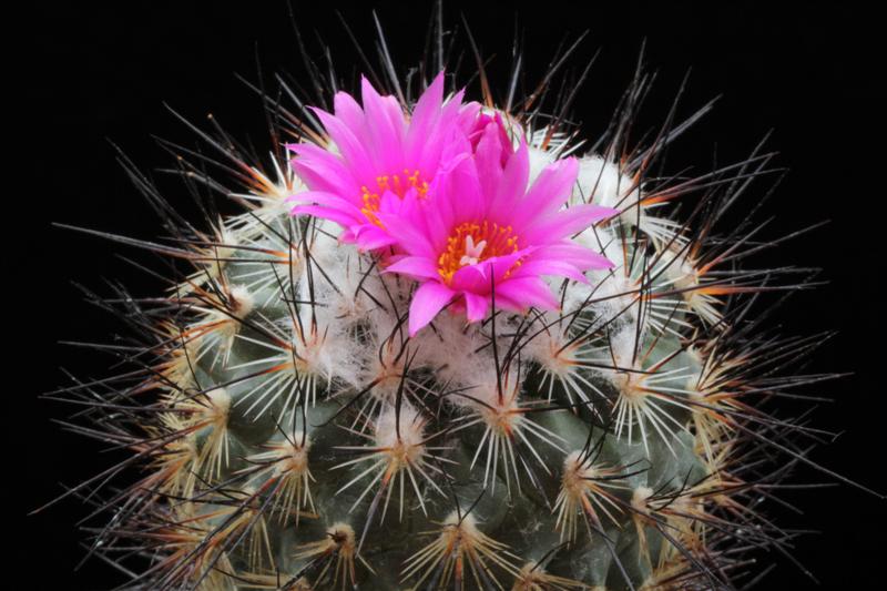 Turbinicarpus viereckii 