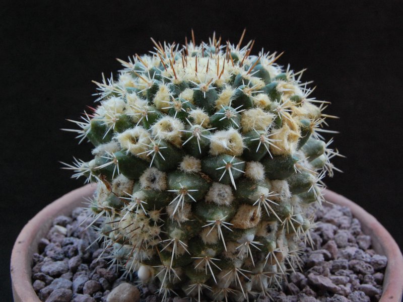 Mammillaria nagliana TL 737