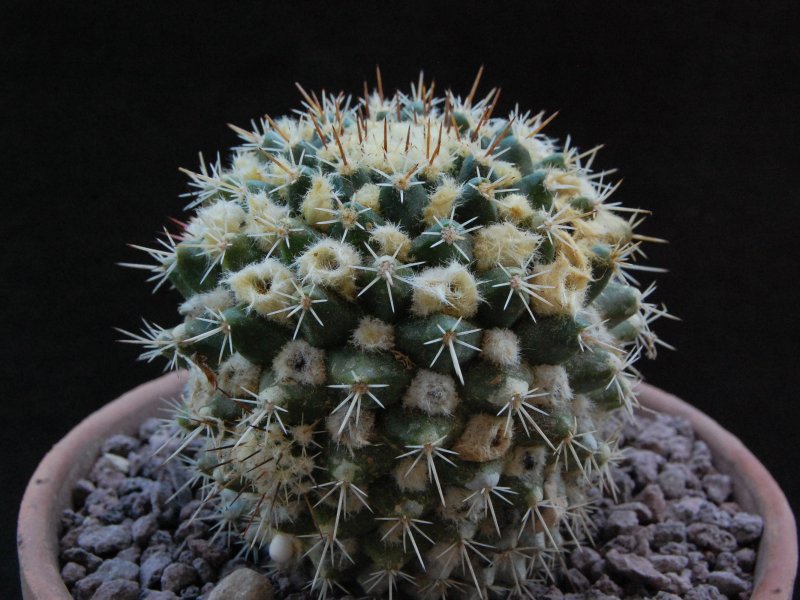 Mammillaria nagliana TL 737