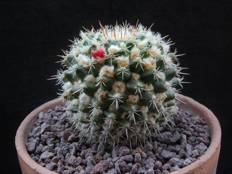 Mammillaria nagliana TL 737