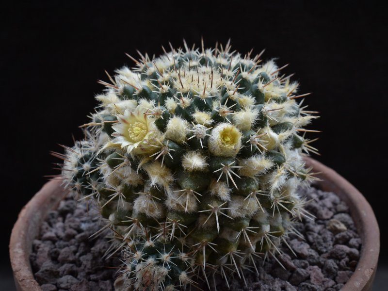 Mammillaria aff. nagliana TL 737