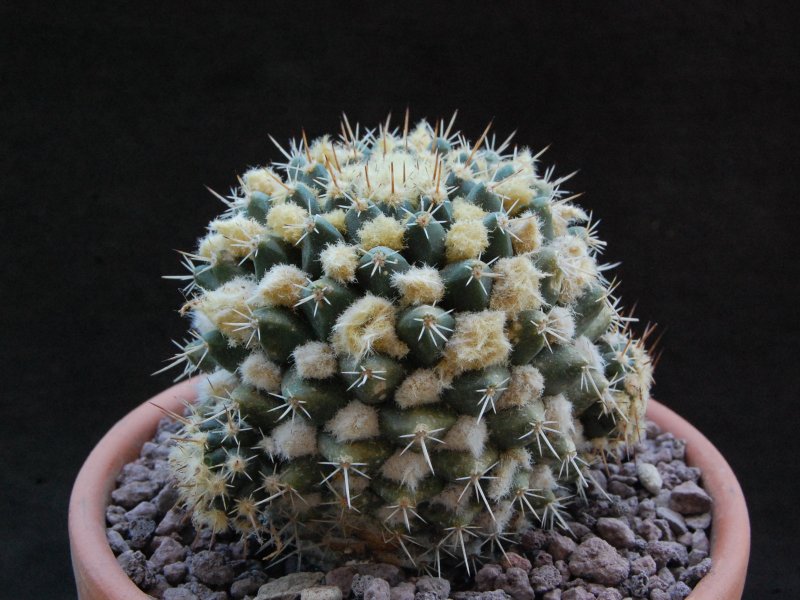 Mammillaria nagliana TL 737