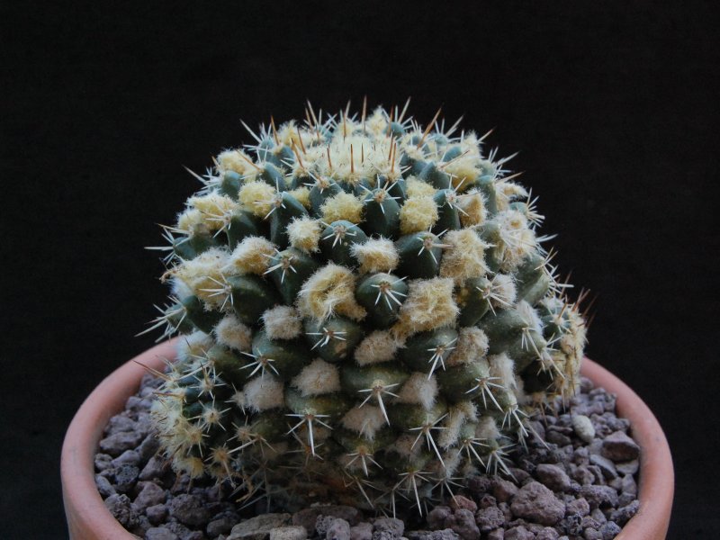 Mammillaria nagliana TL 737