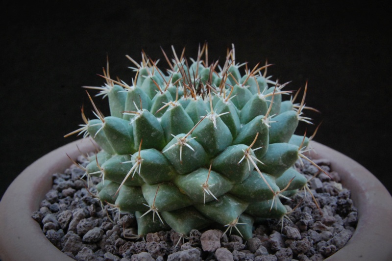 Mammillaria compressa ssp. centralifera WTH 830