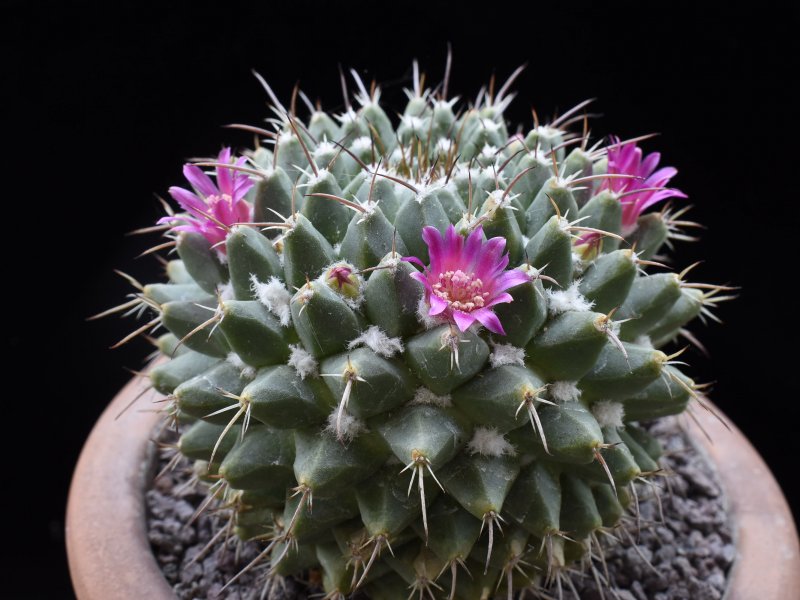 Mammillaria compressa ssp. centralifera WTH 830
