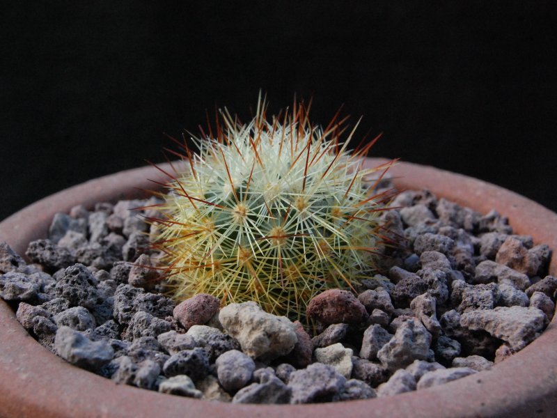 Mammillaria densispina GM 1212