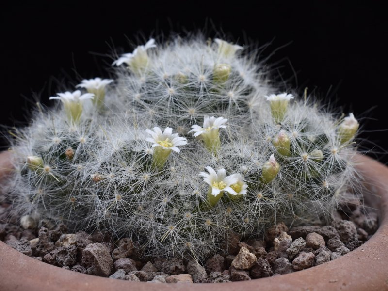 Mammillaria glassii WTH 967