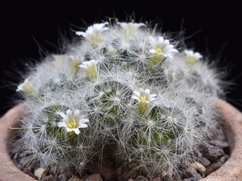 Mammillaria glassii WTH 967