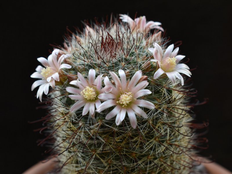 Mammillaria jaliscana ssp. zacatecasensis WTH 614