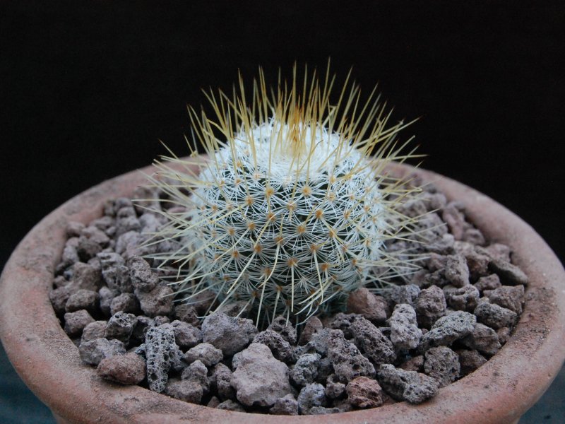 Mammillaria reyensis n.n. TL 206